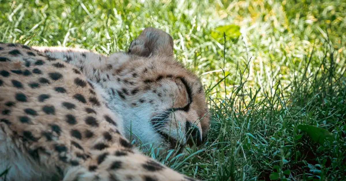 Qu'est-ce qui rend le guépard si unique parmi les félins ?
