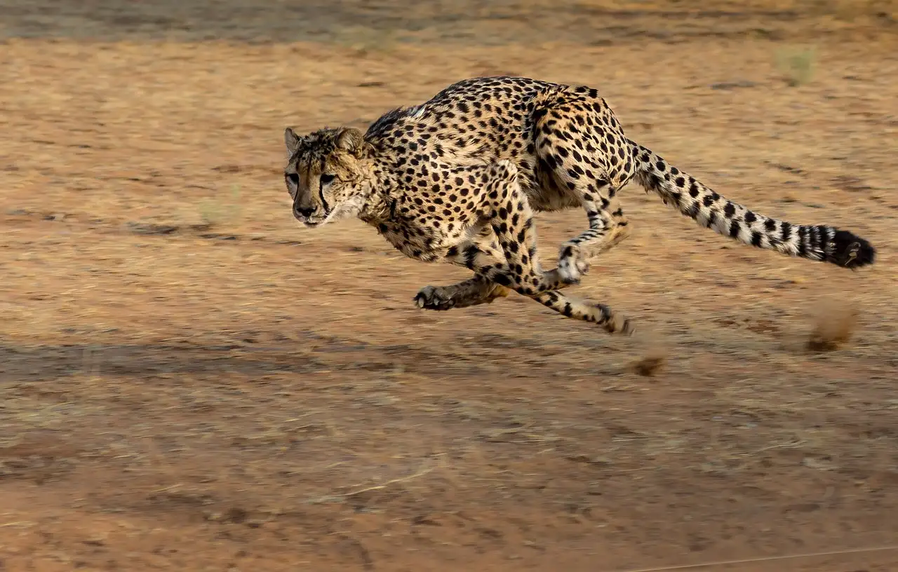 Qu'est-ce qui rend le guépard si unique parmi les félins ?