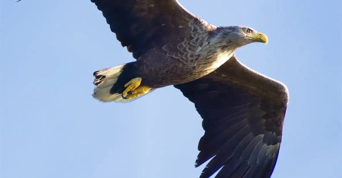 À quelle distance un aigle peut-il voir clairement ?