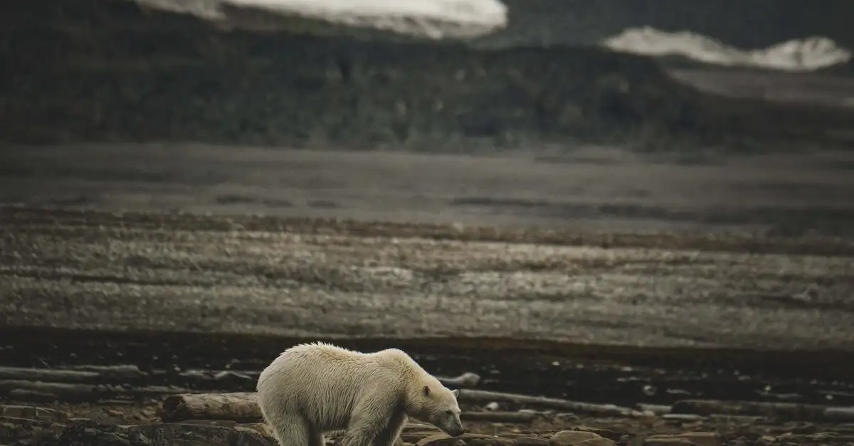 Comment le climat affecte-t-il la survie des ours polaires ?