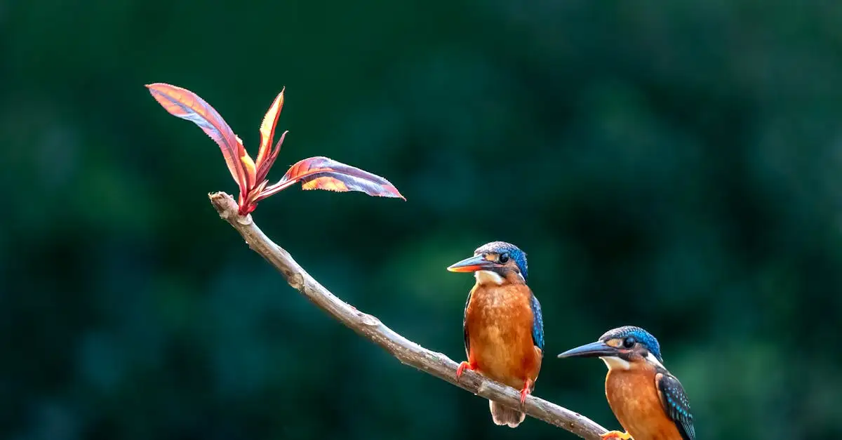 Comment le plumage facilite-t-il le vol des oiseaux ?