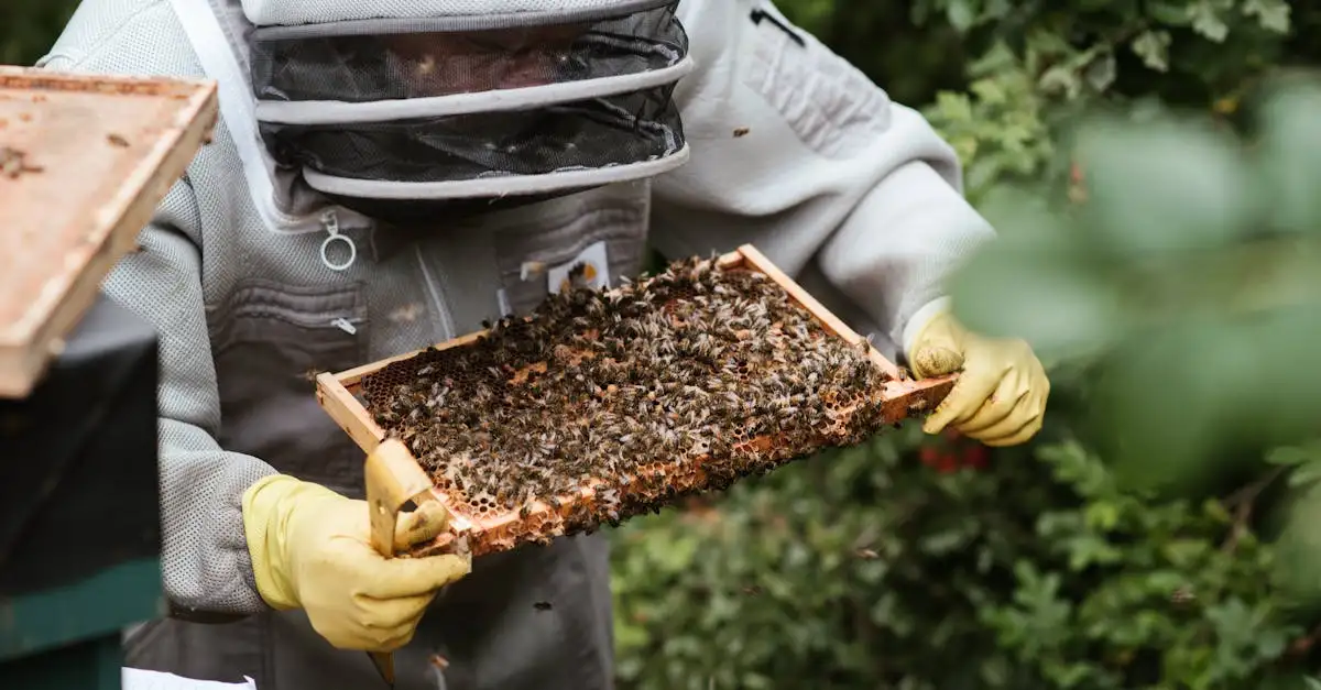 Comment les abeilles identifient-elles leur nid en ruche ?
