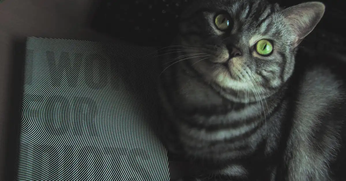 Comment les chats apprennent-ils en jouant ? Découvrez-le !