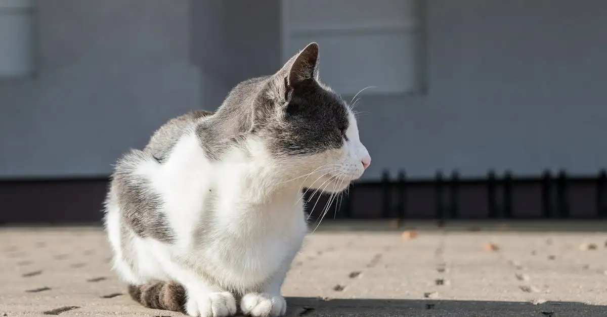 Comment les chats gardent-ils la nourriture des rongeurs ?