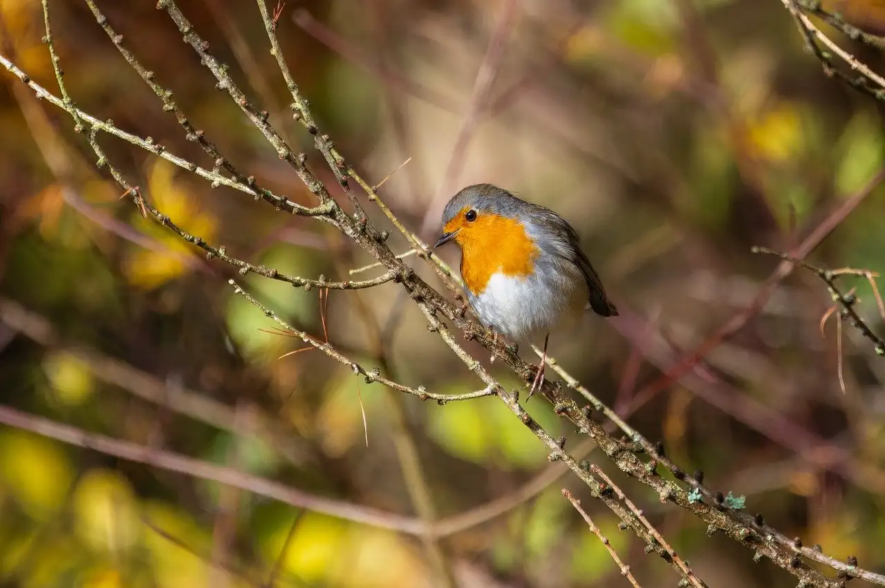 Comment les oiseaux ont-ils survécu à l'extinction massive ?