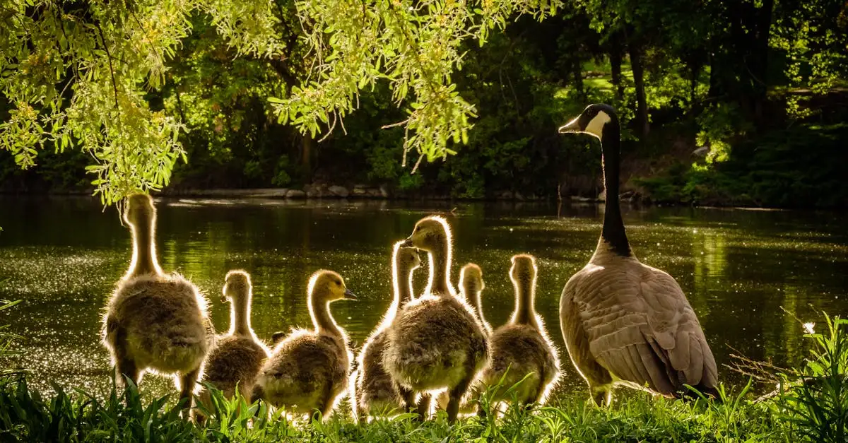 Comment les oiseaux s'occupent-ils de leurs œufs ?