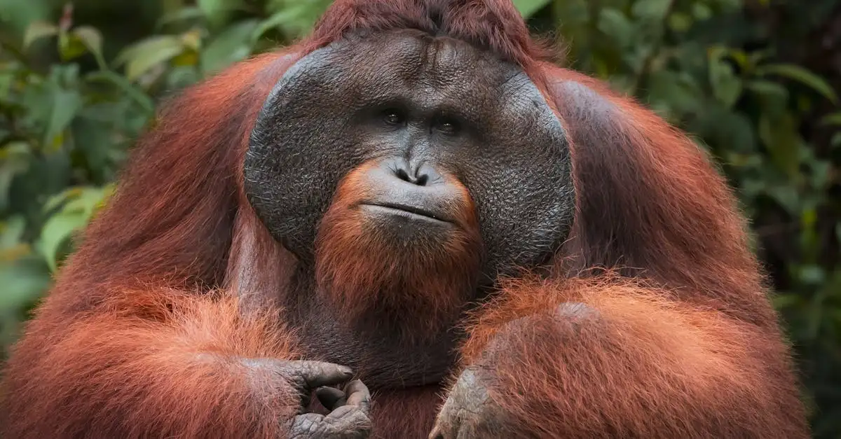 Comment les orangs-outans communiquent-ils en forêt tropicale ?