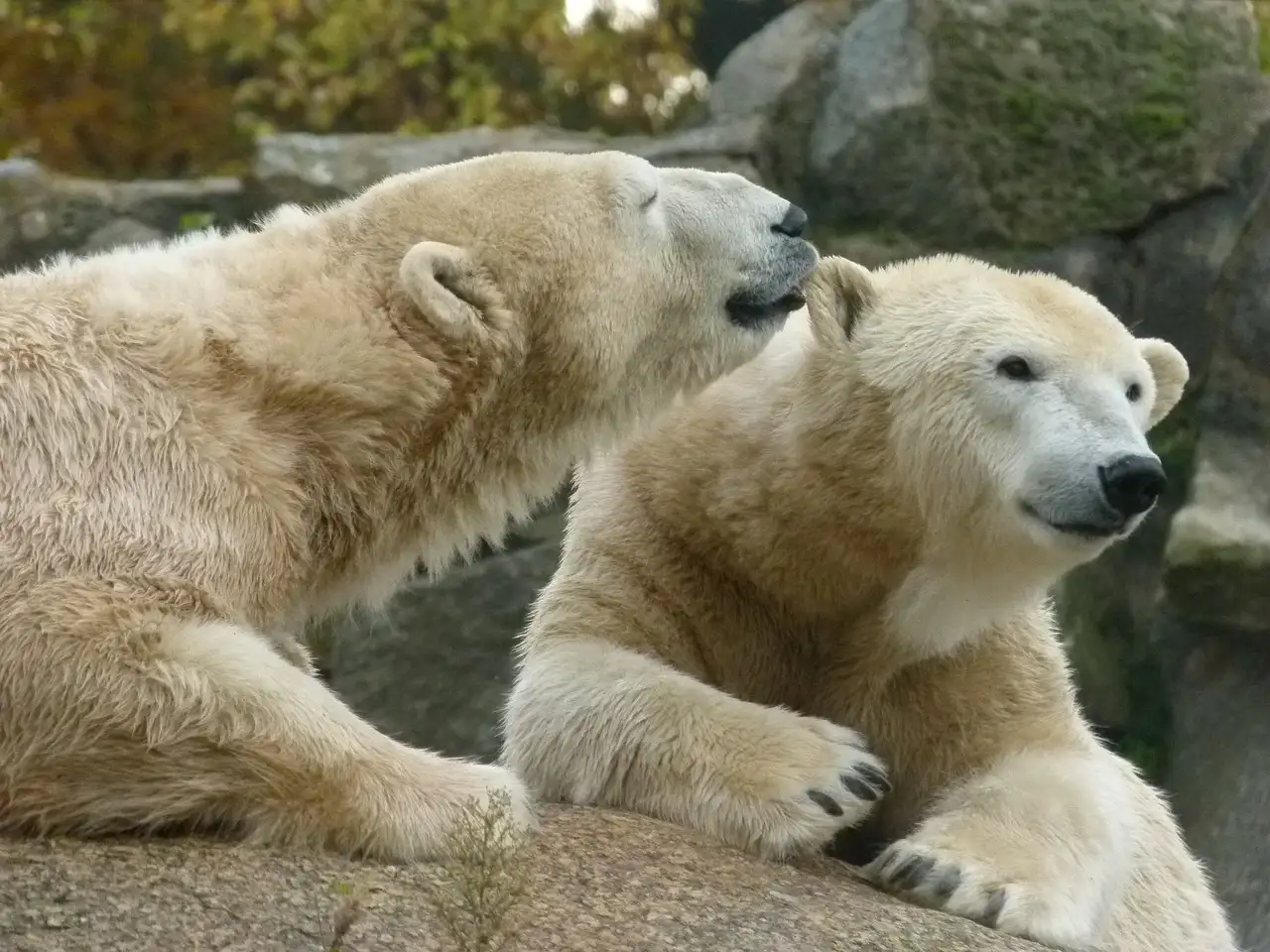 Comment les ours polaires se protègent-ils du froid ?