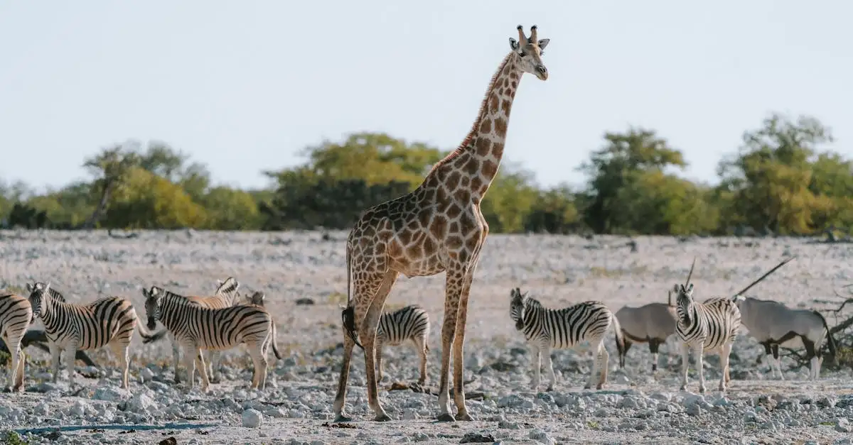 Où voir des animaux sauvages dans le parc d'Etosha ?