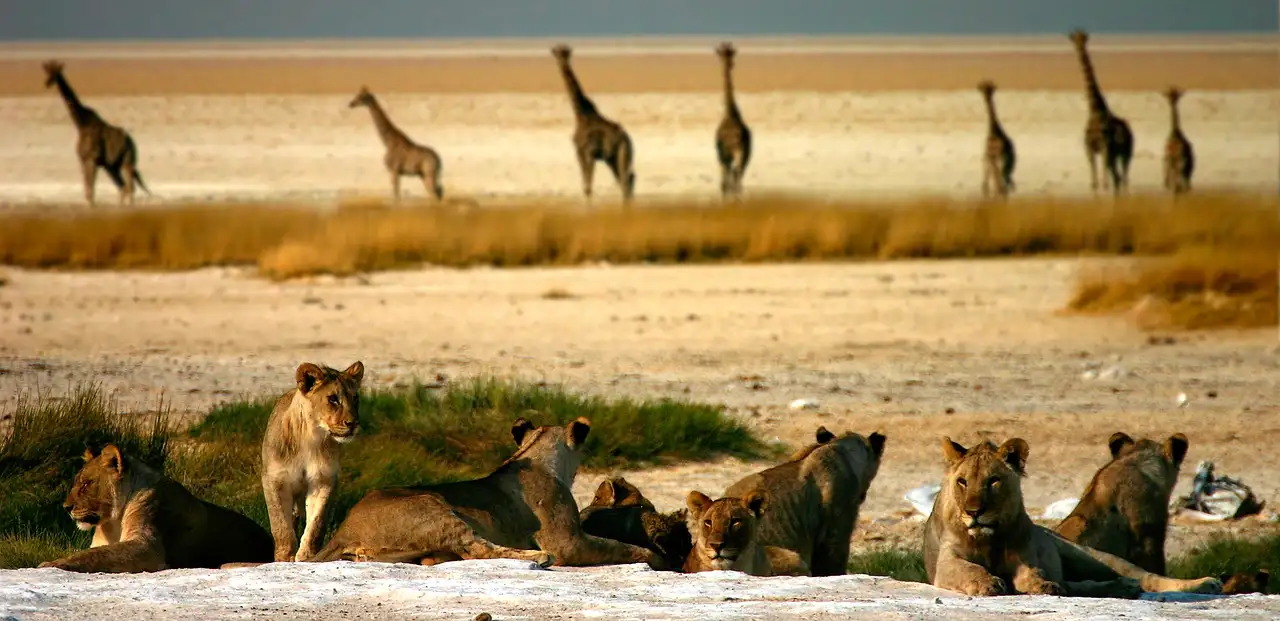 Où voir des animaux sauvages dans le parc d'Etosha ?