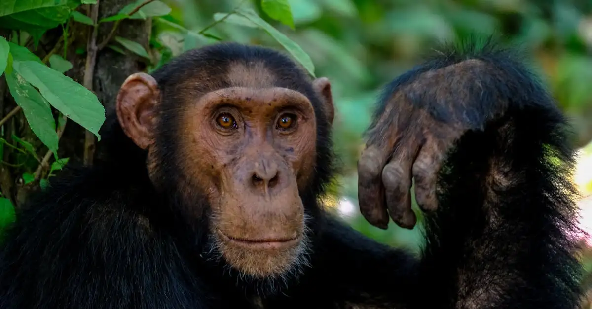 Pourquoi Borneo est-il réputé pour sa forêt tropicale ?