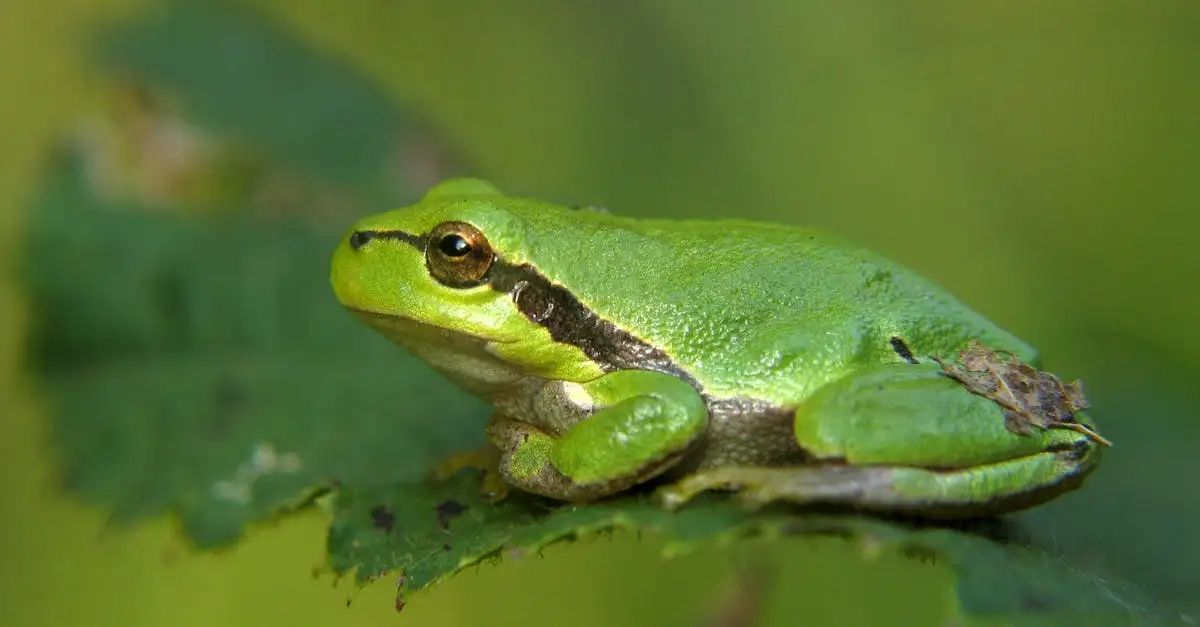 Pourquoi certaines grenouilles ont-elles des couleurs éclatantes ?