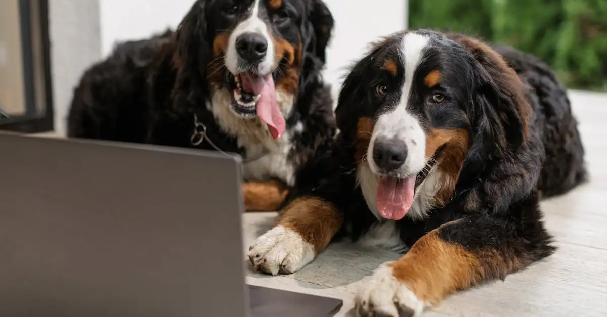 Pourquoi les chiens grognent-ils pour avertir ?