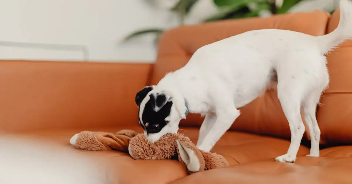 Pourquoi les chiens grognent-ils pour avertir ?