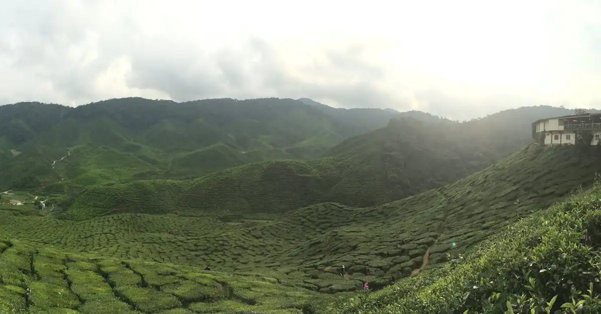 Que visiter dans les collines verdoyantes des Cameron Highlands ?