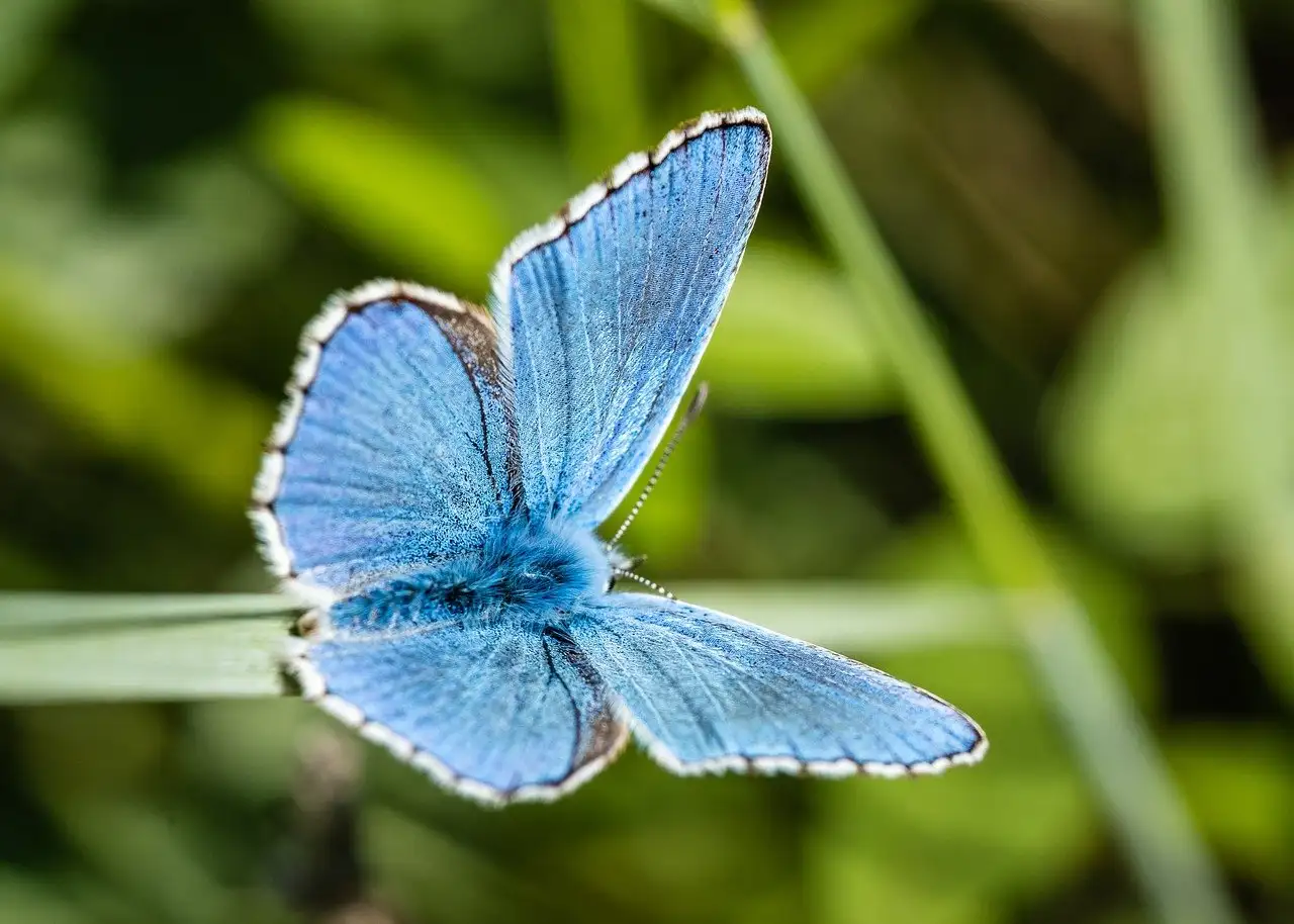 Quel est le temps de rétablissement de la biodiversité après l'extinction ?