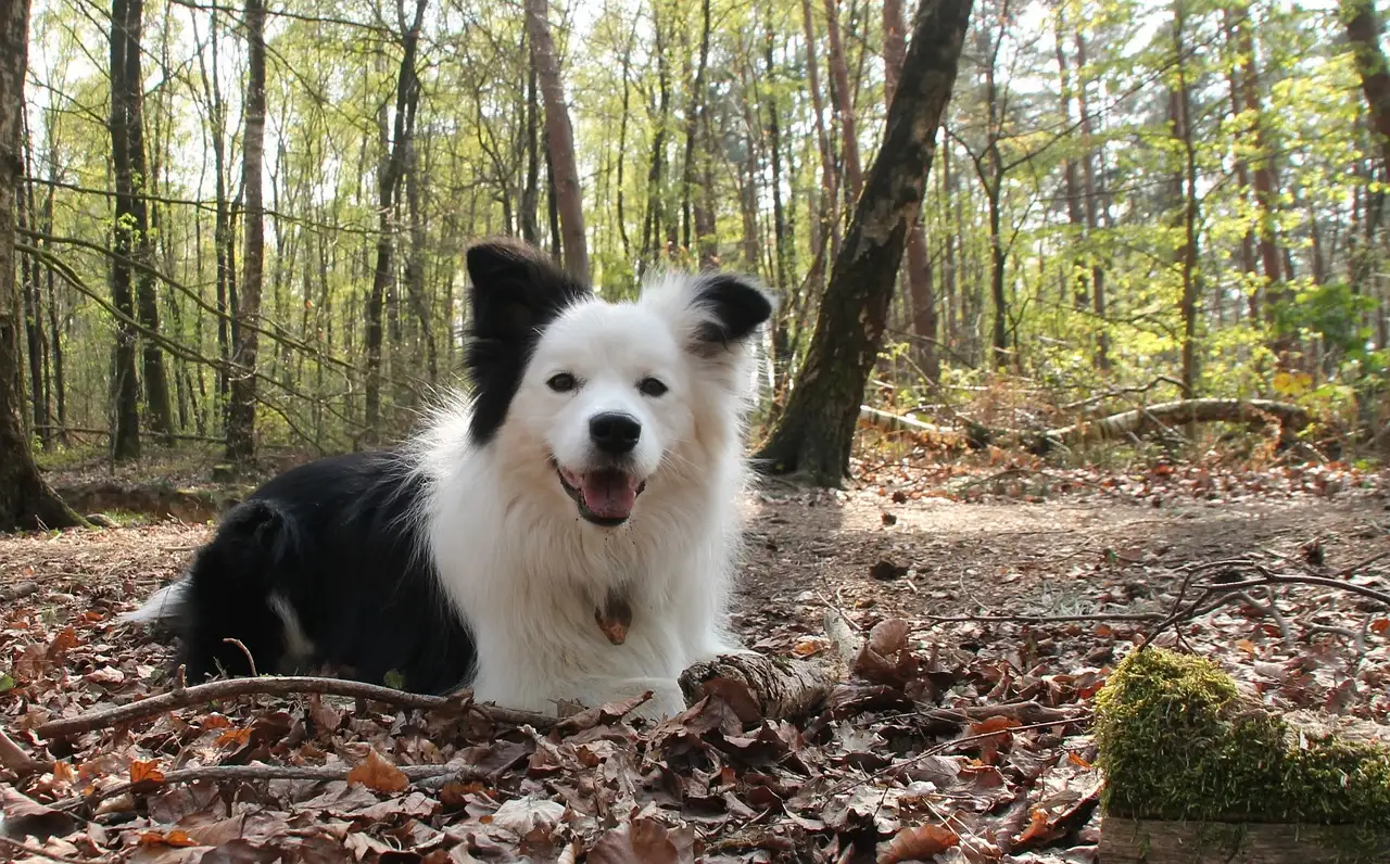 Quelle est la durée de vie moyenne d'un chien ?