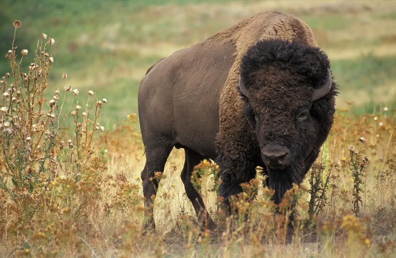 Quelle est l'histoire fascinante du bison blanc ?