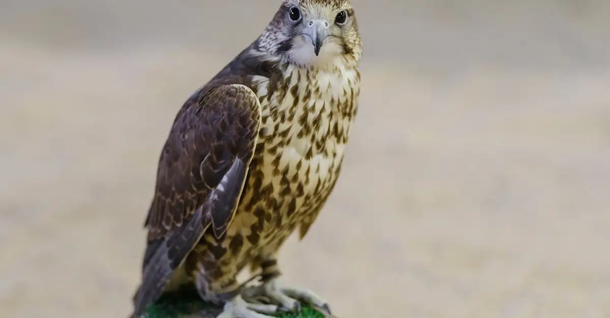 Quelles qualités font du faucon et de l'aigle de redoutables chasseurs ?