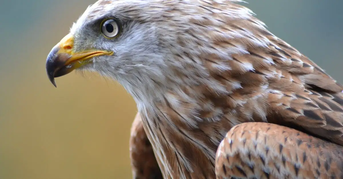 Quelles qualités font du faucon et de l'aigle de redoutables chasseurs ?
