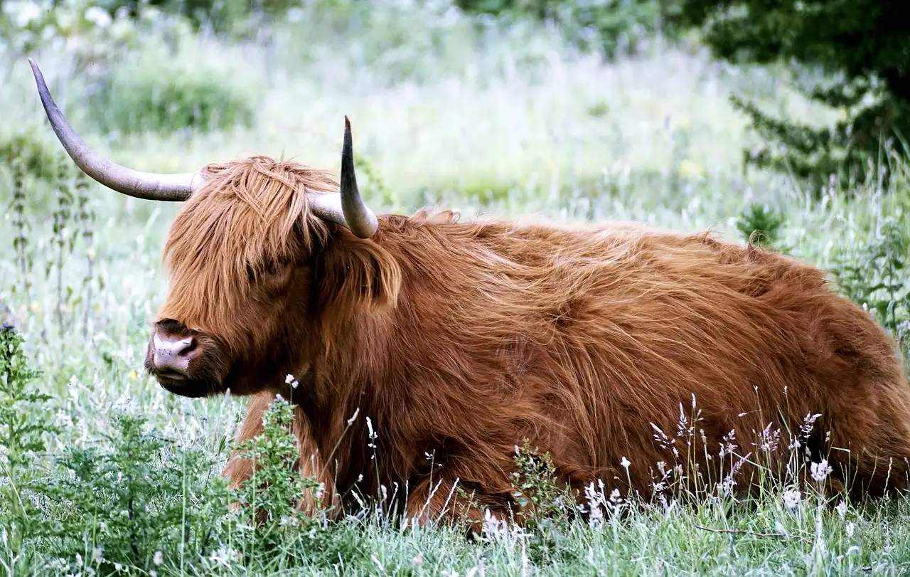 Quelles sont les plus belles découvertes à faire dans les Highlands ?