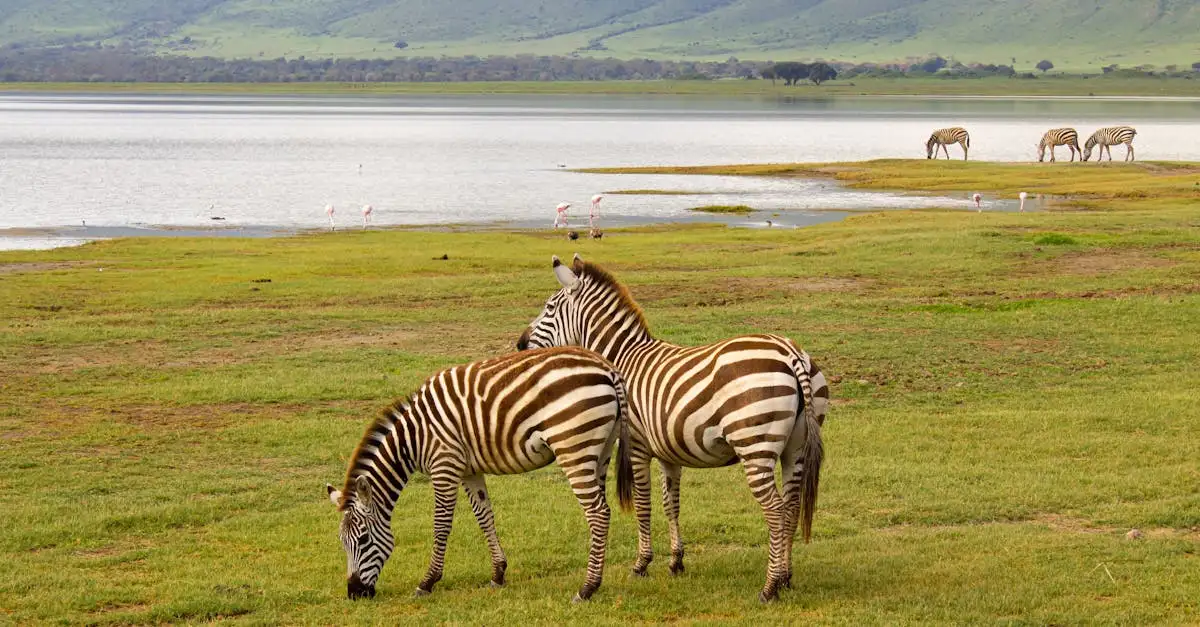 Quels animaux vivent dans le lac Chilwa au Malawi ?