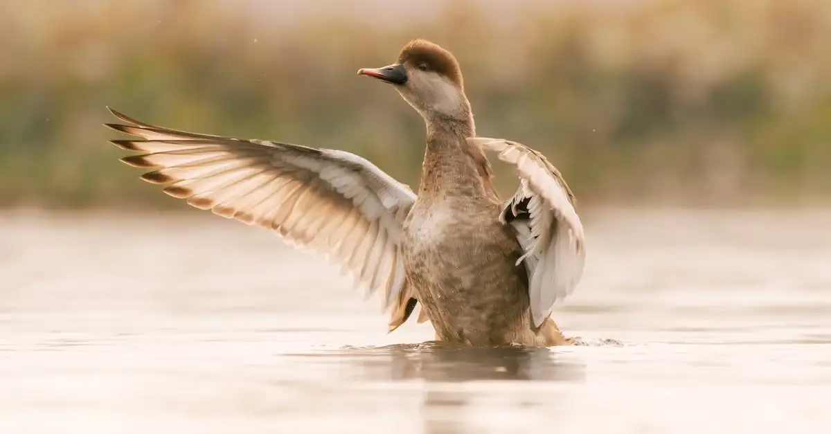 Quels animaux vivent dans le lac Chilwa au Malawi ?