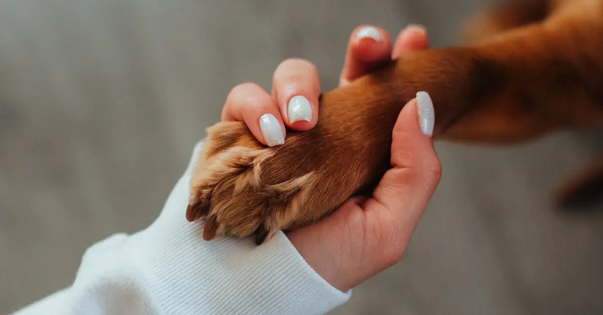 Quels fossiles révèlent le lien entre chiens et humains ?