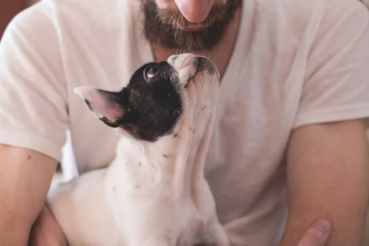 Quels fossiles révèlent le lien entre chiens et humains ?
