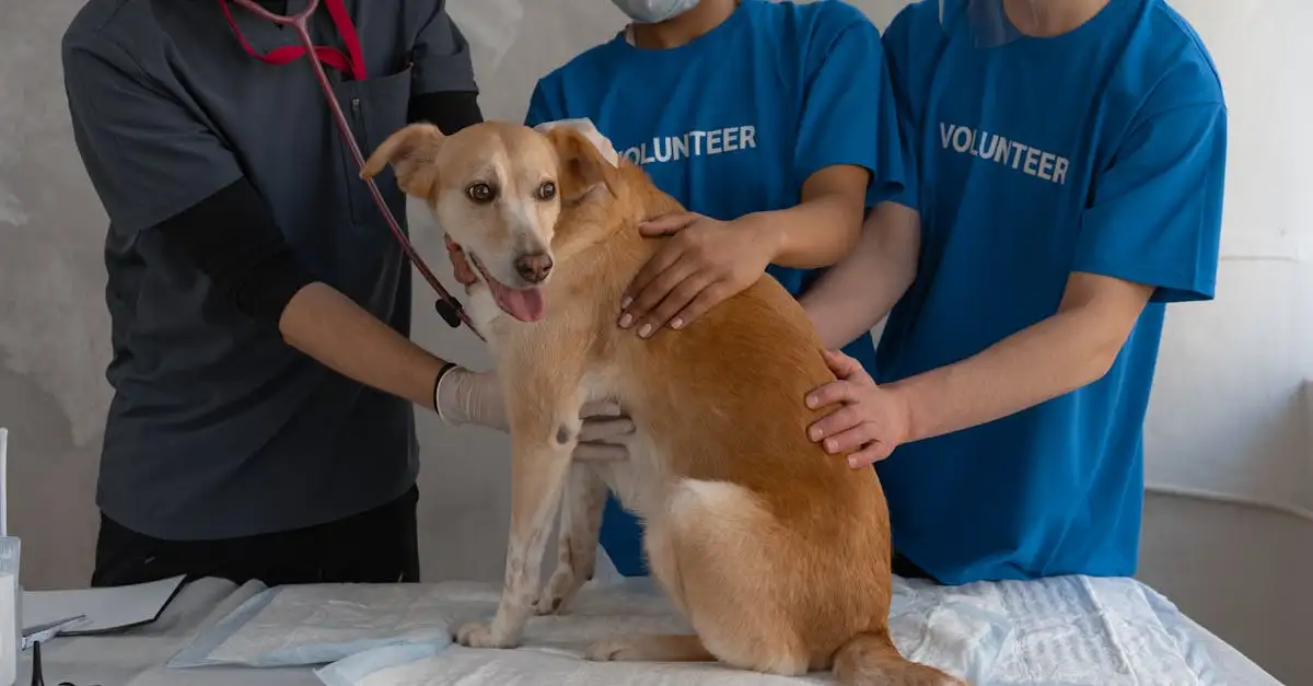 Quels pays ont les lois sur le bien-être animal les plus strictes ?