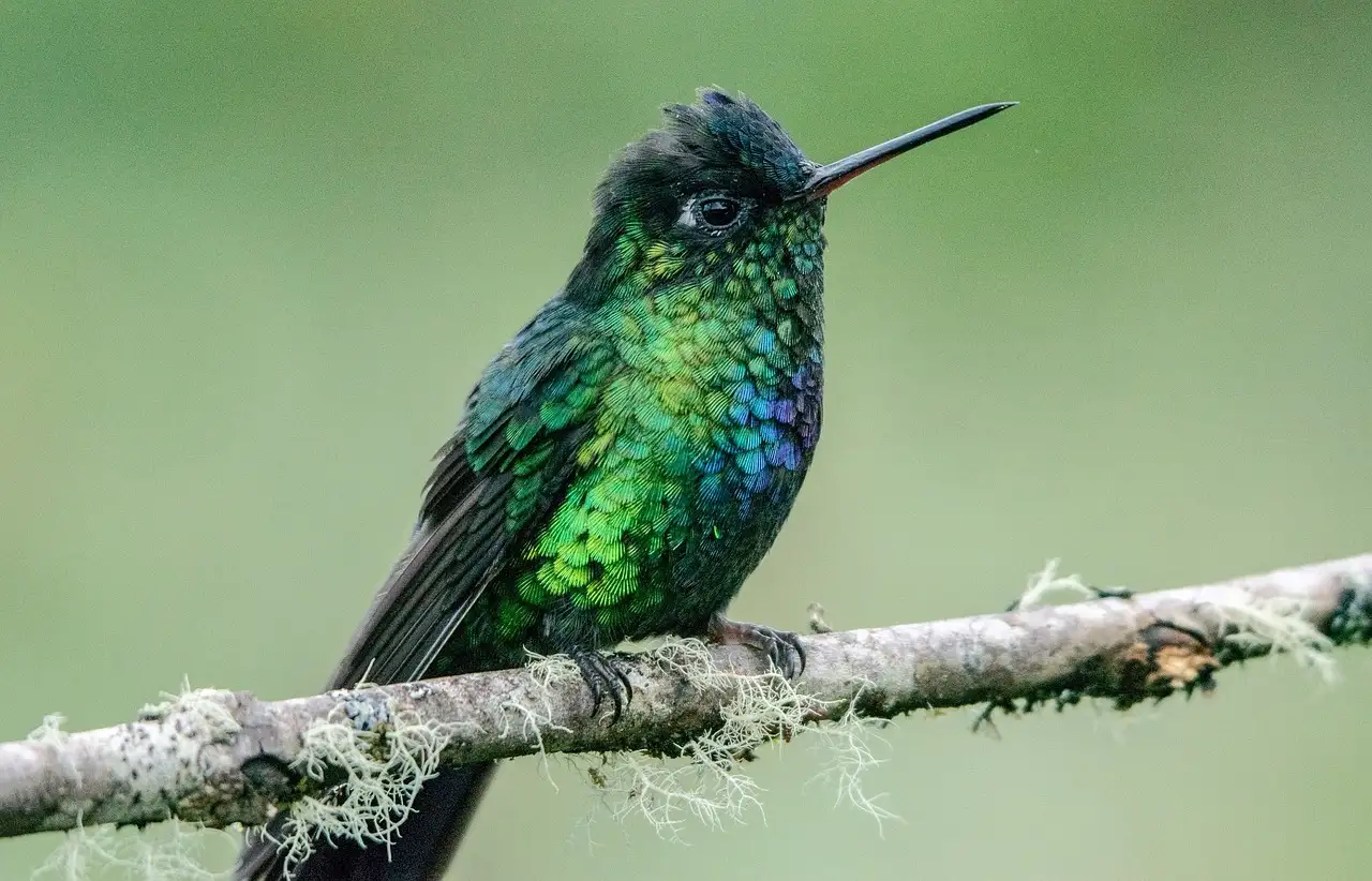 Quels symboles les colibris avaient-ils en mythologie amérindienne ?