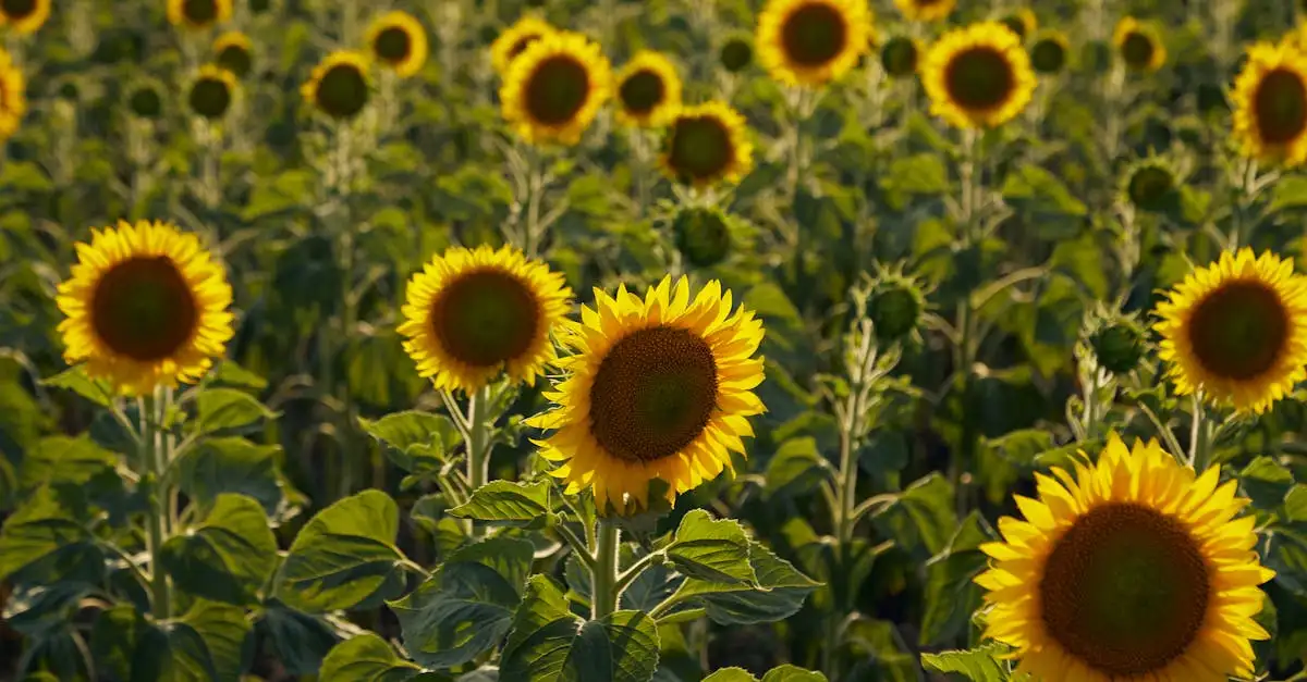 Qui sont les stars du film Les Tournesols ?