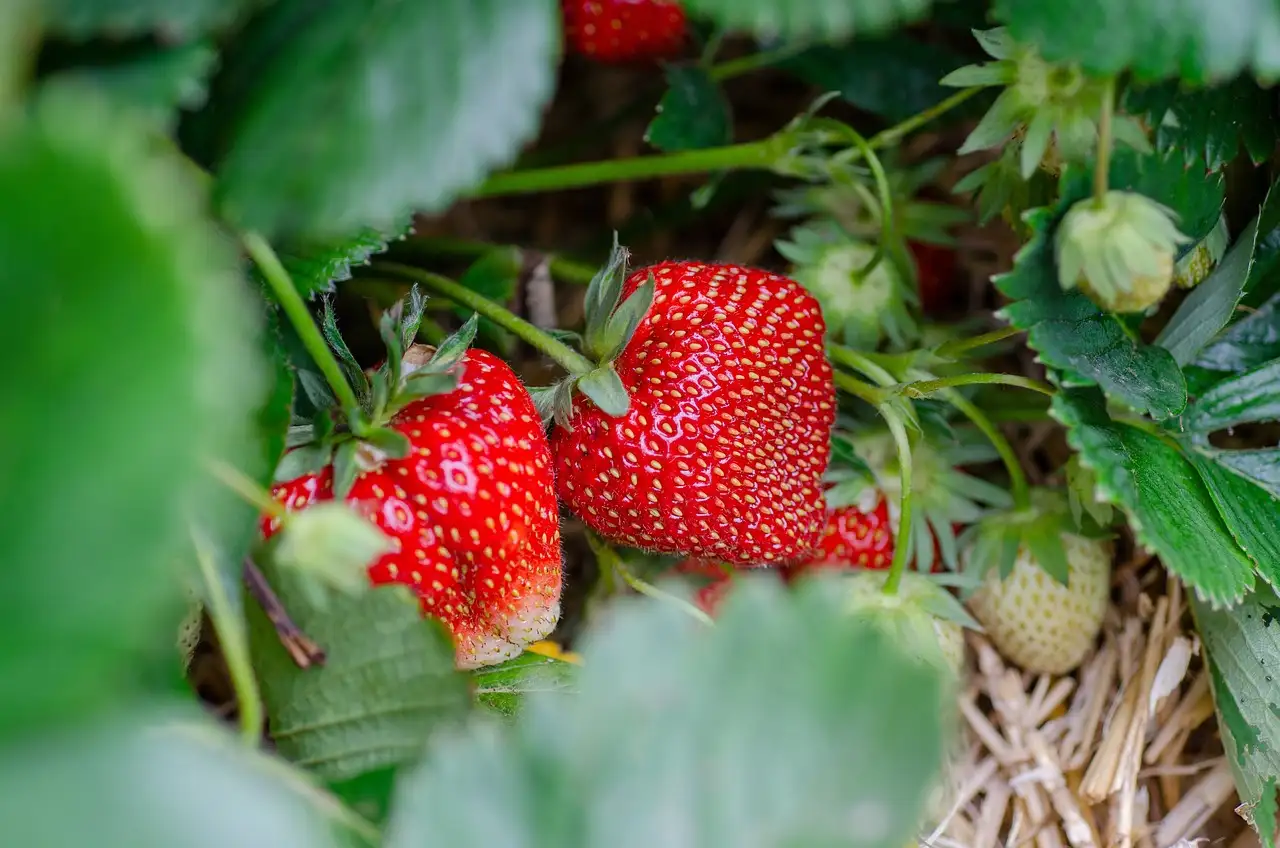 À partir de combien de grammes les fraises sont-elles dangereuses ?