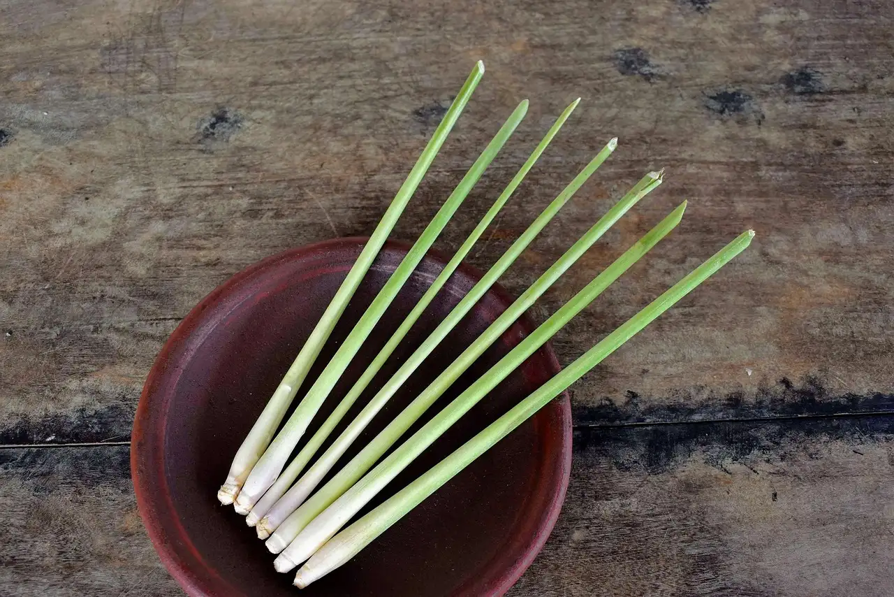 Comment la citronnelle aide-t-elle à faire baisser la fièvre ?