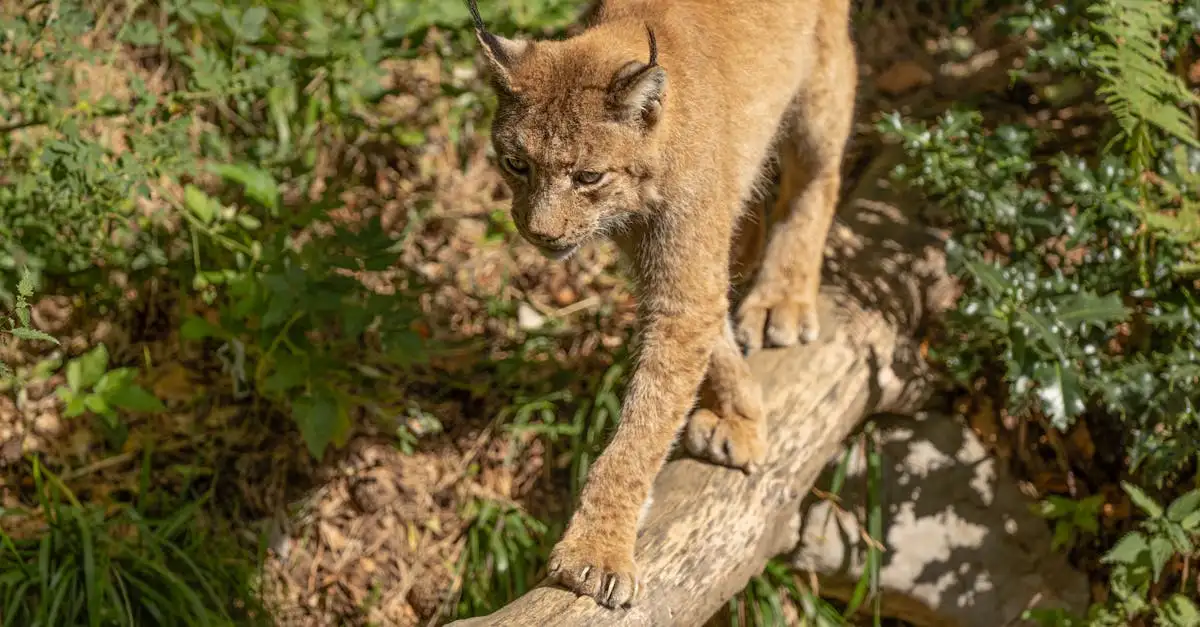 Comment la recherche ADN éclaire-t-elle l'évolution des chats ?