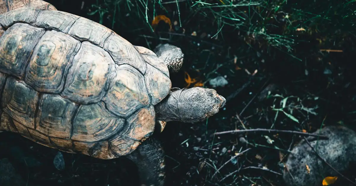 Comment la tortue des Galápagos adapte-t-elle sa carapace ?