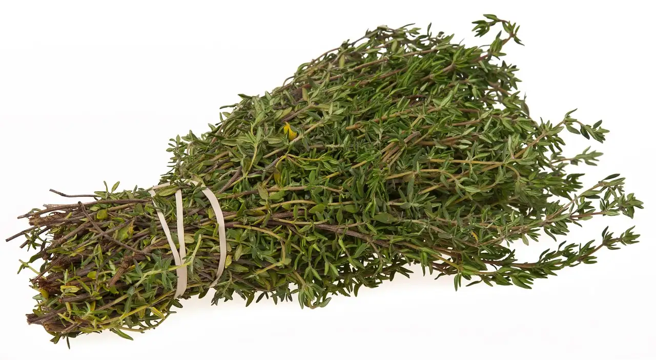 Comment le thym favorise-t-il une meilleure respiration ?