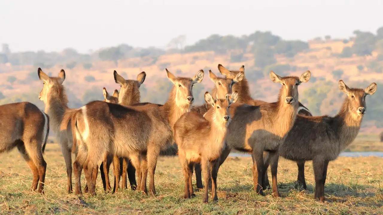 Comment les antilopes échappent-elles aux prédateurs ?