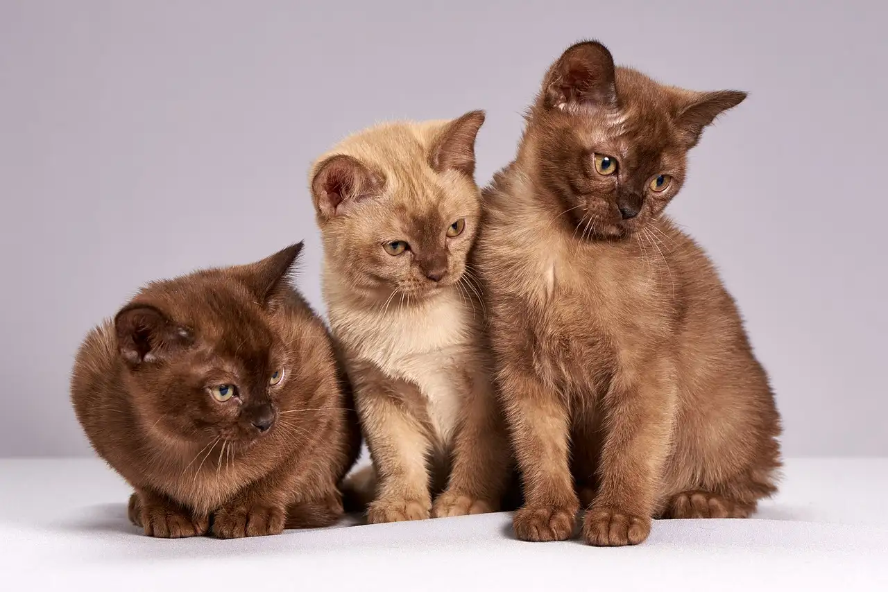 Comment les chats ont-ils conquis le monde depuis l'Égypte ?