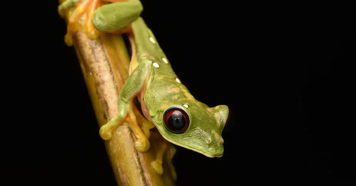 Comment les forêts tropicales façonnent-elles la diversité animale ?