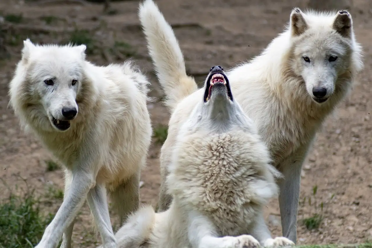 Comment les loups utilisent-ils odeurs et sons pour communiquer ?