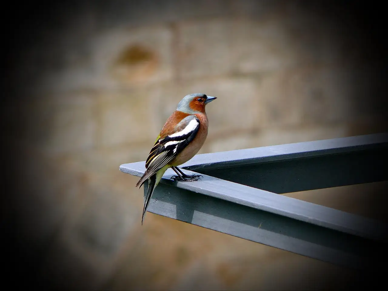 Comment les oiseaux apprennent-ils à parler et communiquer ?