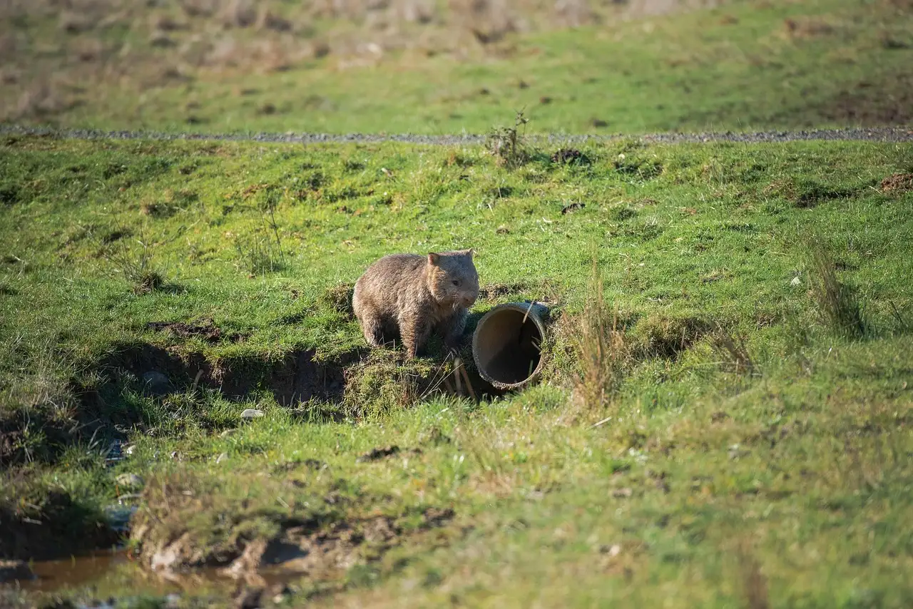 Comment les wombats s'adaptent-ils aux climats secs ?
