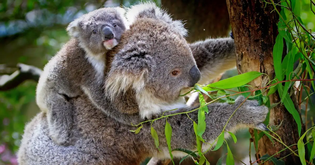 Comment vivent les koalas dans leur habitat naturel ?