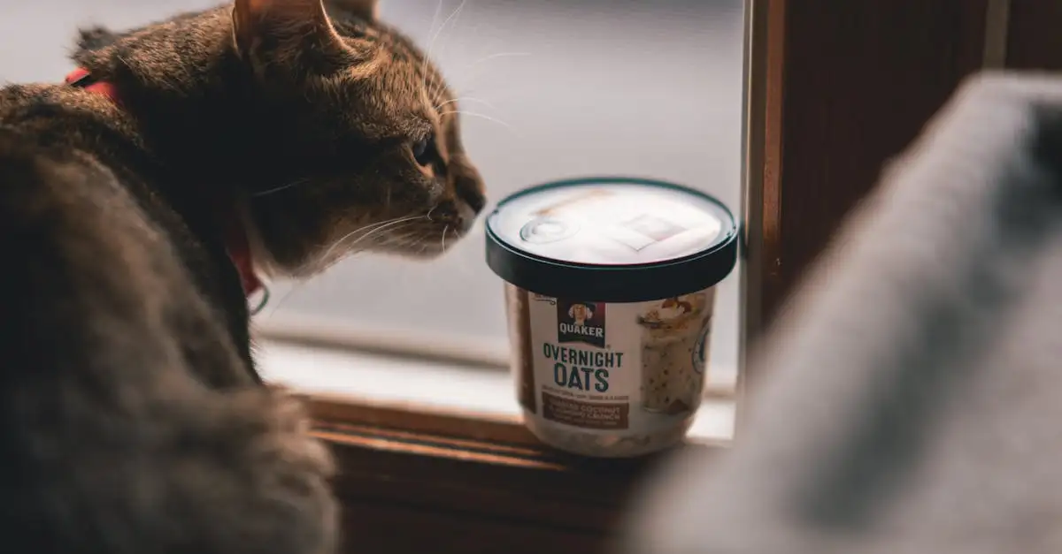 Les chats améliorent-ils vraiment notre santé mentale ?
