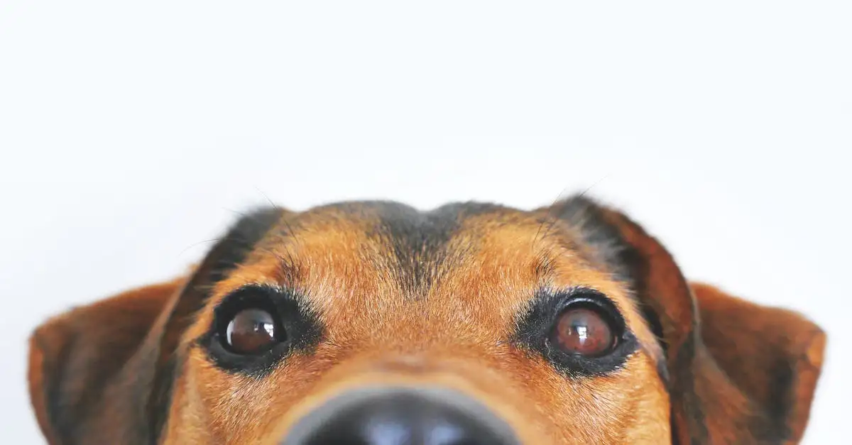 Les chiens voient-ils vraiment les couleurs ? Découvrez ici !