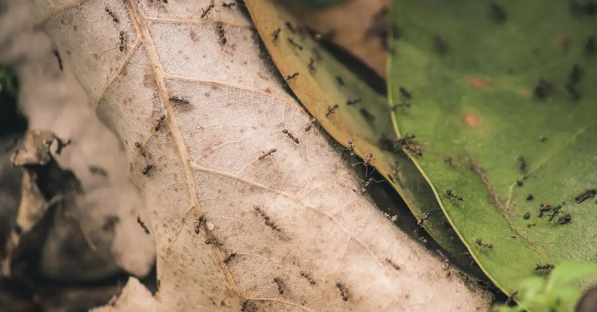 Les insectes peuvent-ils vraiment collaborer comme les abeilles ?