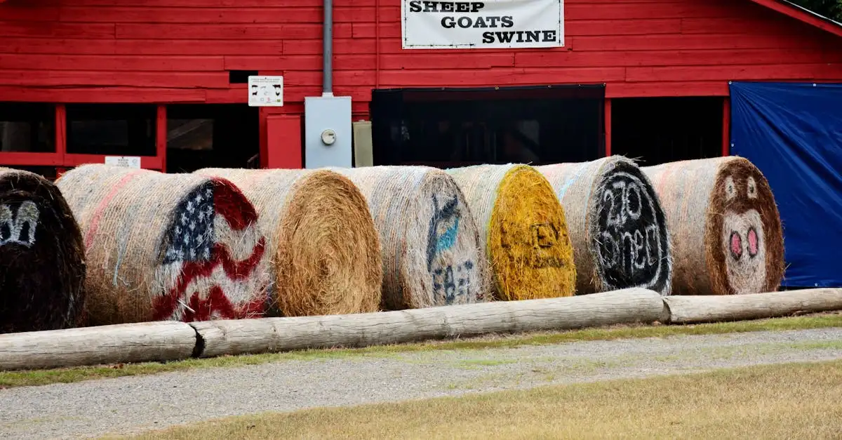 Les moutons peuvent-ils reconnaître des visages humains ?