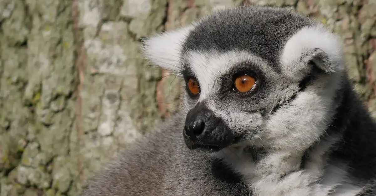 Où découvrir les trésors de Nosy Be à Madagascar ?