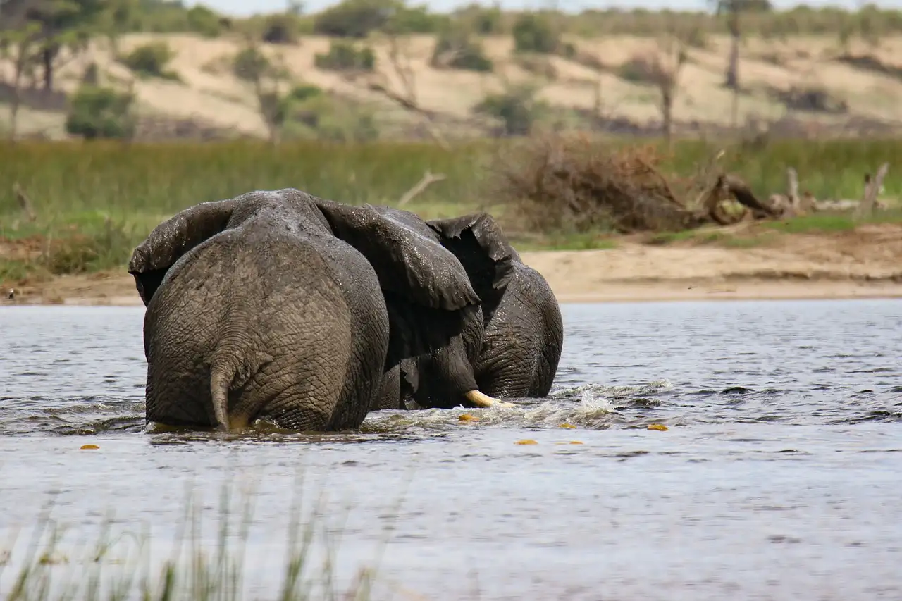 Pourquoi le delta de l'Okavango est-il si unique au Botswana ?